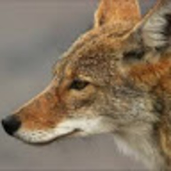 Meet your Posher, Billy - Picture 1 of 1